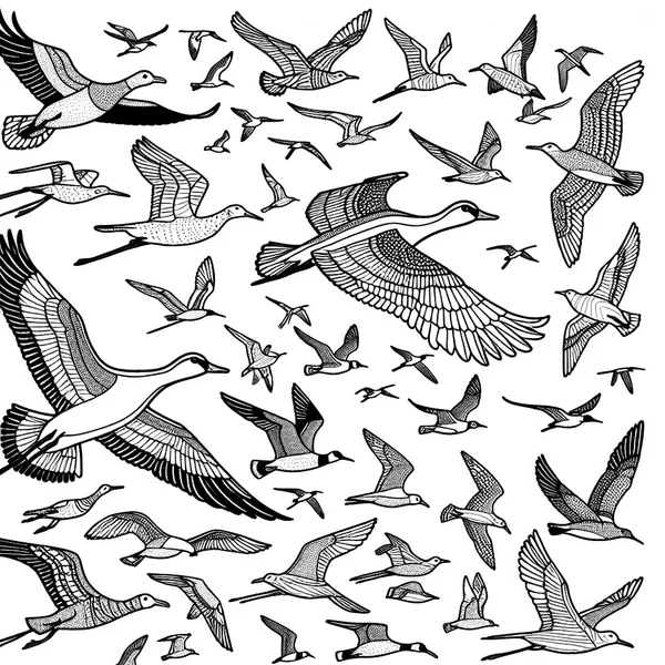 Bird Migration